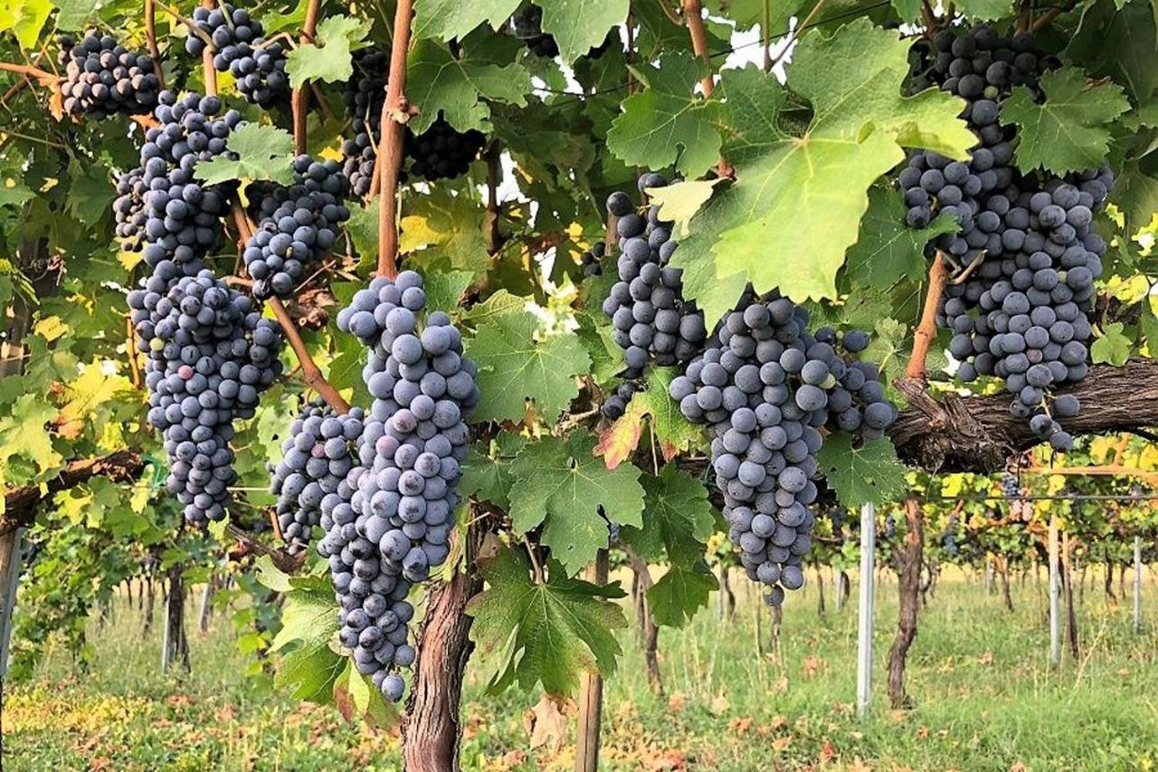 Marano sul Panaro Agriturismo Podere Prasiano מראה חיצוני תמונה